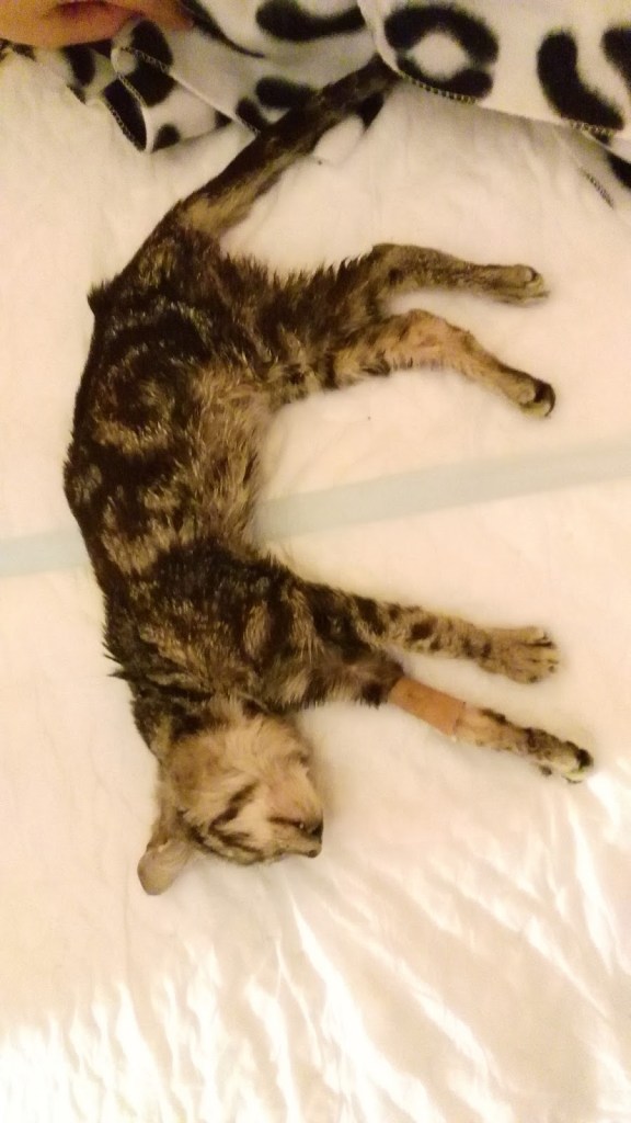 c71e6-img_20160526_230953