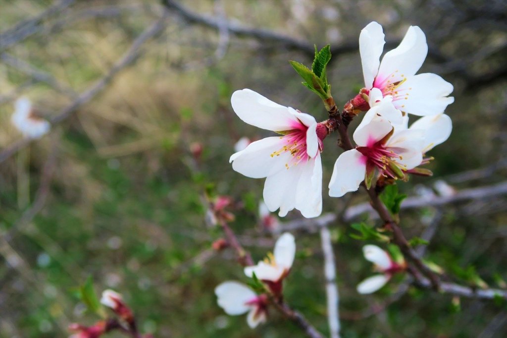 El almendro